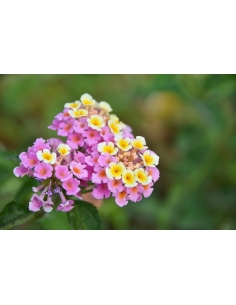 LANTANA CAMARA MIX 3L (alt:... 2