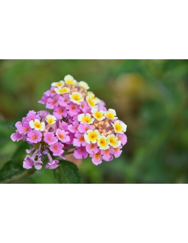 LANTANA CAMARA MIX 3L (alt: 30-40cm)...