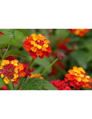 LANTANA CAMARA BANDERA 3L (alt:...