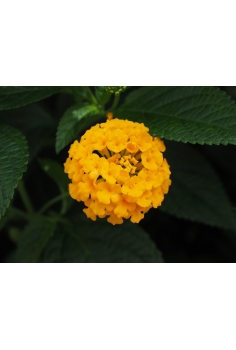 LANTANA MONTEVIDENSIS... 2