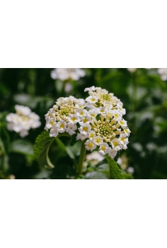 LANTANA MONTEVIDENSIS... 2