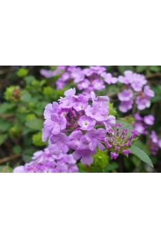 LANTANA MONTEVIDENSIS LILA... 2