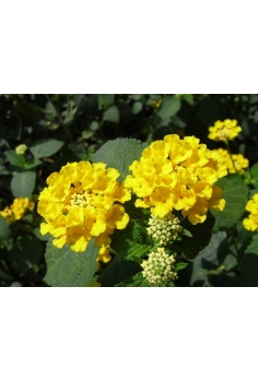 LANTANA CAMARA AMARILLA... 2