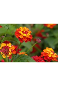 LANTANA CAMARA BANDERA C-13... 2