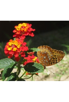LANTANA CAMARA ROJA C-13... 2