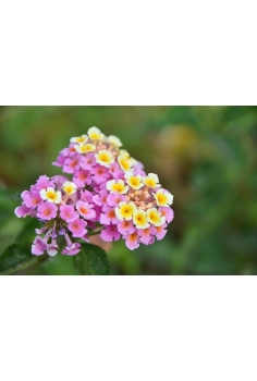 LANTANA CAMARA ROSA C-13... 2