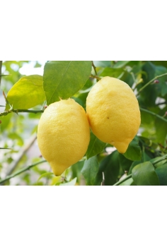 LIMONERO C-20 (alt:... 2