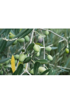 OLEA EUROPAEA T-20 (alt:... 2