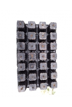 HEDERA HELIZ RIPPLE YELLOW... 2