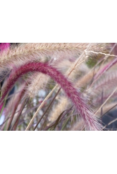 PENNISETUM SUMMER SAMBA 2L... 2