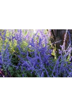 PEROVSKIA BLUE SPIRE 2.5L... 2