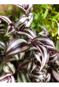 TRADESCANTIA ZEBRINA C-15... 2