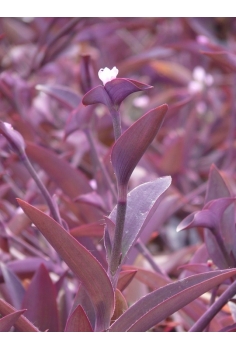 TRADESCANTIA PURPURA C-11... 2