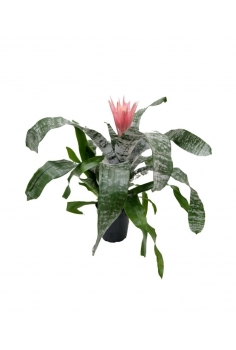 AECHMEA PRIMERA C-15 (alt:...