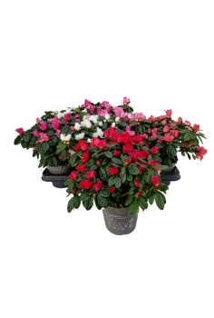 AZALEA VOGEL MIX C-14 (alt:...