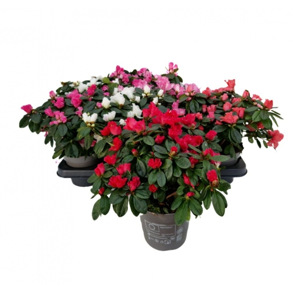 AZALEA VOGEL MIX C-14 (alt: 25-30cm)... AZALEA VOGEL MIX C-14 (alt: 25-30cm)...