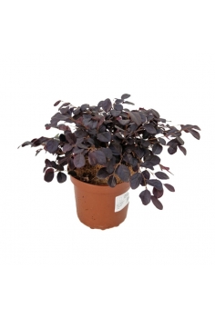 LOROPETALUM CHINENSE 3L...