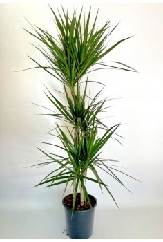 DRACENA MARGINATA C-19 / 3...