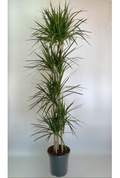 DRACENA MARGINATA C-22/ 5...