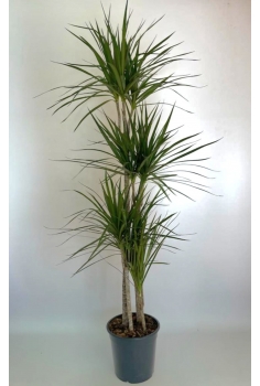 DRACENA MARGINATA C-21 / 4...