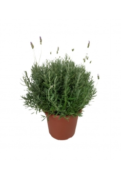 LAVANDULA DENTATA 10L (alt:...