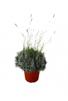LAVANDULA OFFICINALIS 20L...