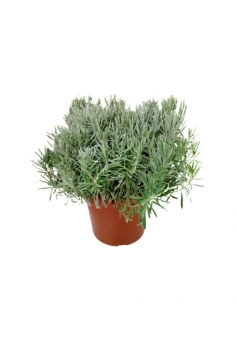LAVANDULA OFFICINALIS 10L...
