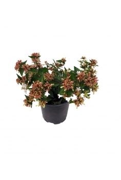 ABELIA FLORIBUNDA C-13...