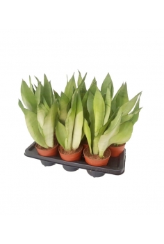 SANSIVIERA MOONSHINE C-14...