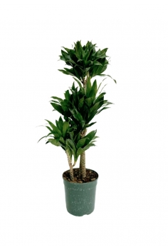 DRACENA COMPACTA C-18 / 3...