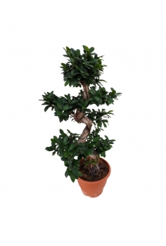 FICUS GINSENG C-24 (alt:...