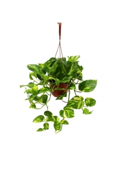 POTHOS GOLDEN COLGADOR C-15...