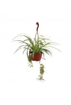 CLOROPHITUM C-18 (35cm)...