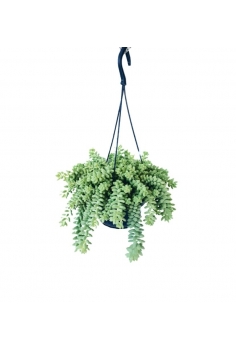 SEDUM MORGANIANUM C-15...