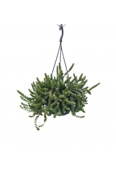 CRASSULA HOTTENTOT C-15...