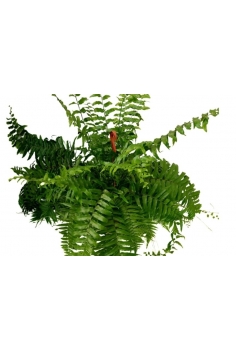 NEPHROLEPIS MACHO C-18...