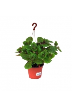 PLECTRANTHUS CILIATUS C-13...