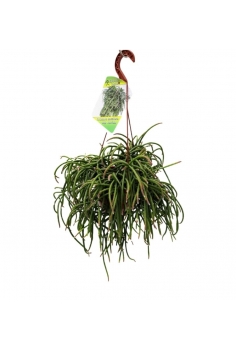 RHIPSALIS BACCIFERA C-15...