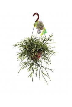 RHIPSALIS PILOCARPA C-15...