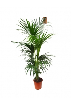 KENTIA C-25 (alt: 200cm)...