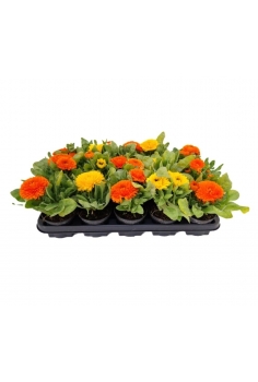 CALENDULA MIX C-11 (alt:...