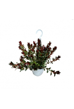 NEMATANTHUS GREGARIUS C-15d...