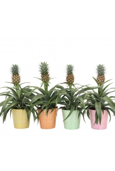 ANANA CERÁMICA MIX C-13...