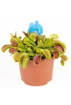 DIONEA MUSCIPULA C-12...