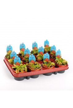 DIONEA MUSCIPULA C-9...