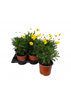 EURYOPS VERDE 3L (alt:...