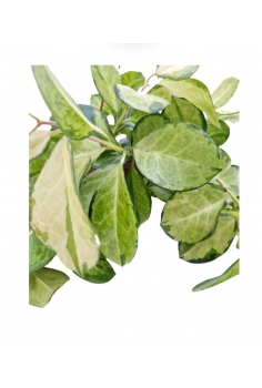 HOYA GOLDEN C-15 (alt: 35cm... 2