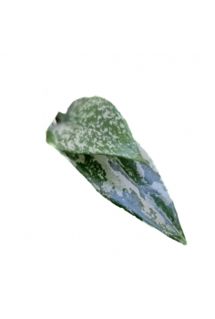 HOYA SILVER C-15 (alt: 35cm... 2