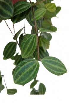 PEPERONIA ANGULATA C-15... 2