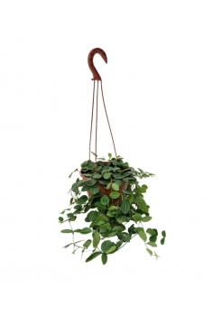 PEPERONIA ANGULATA C-15...